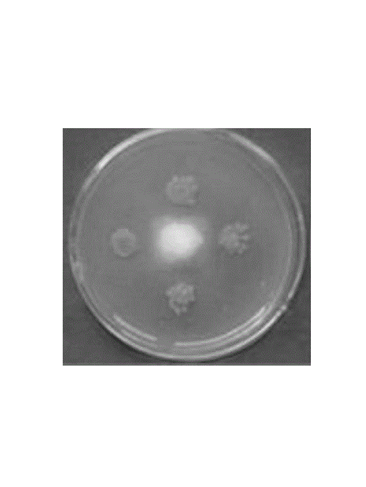 甲基營養(yǎng)型芽孢桿菌
