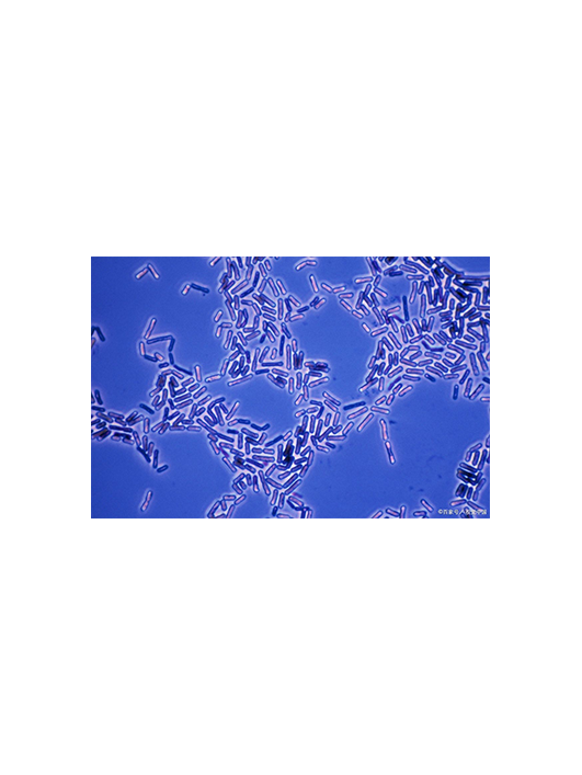 固氮類芽孢桿菌