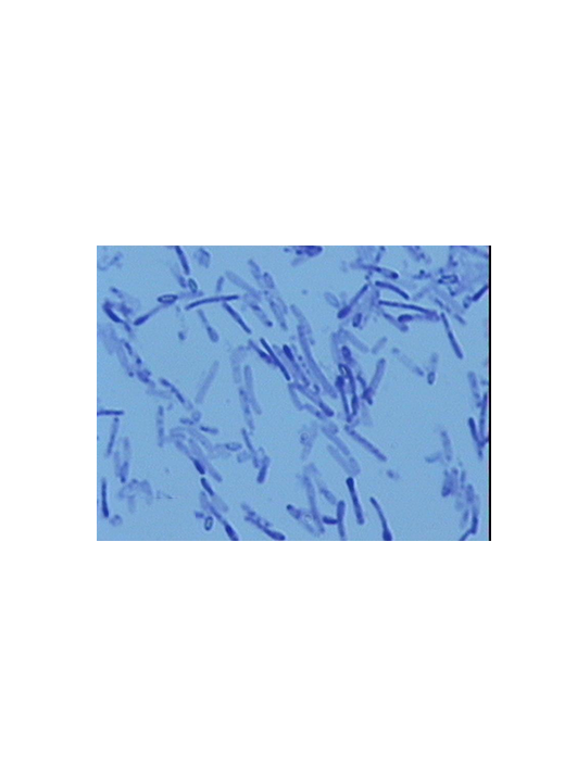 嗜熱脂肪地芽孢桿菌