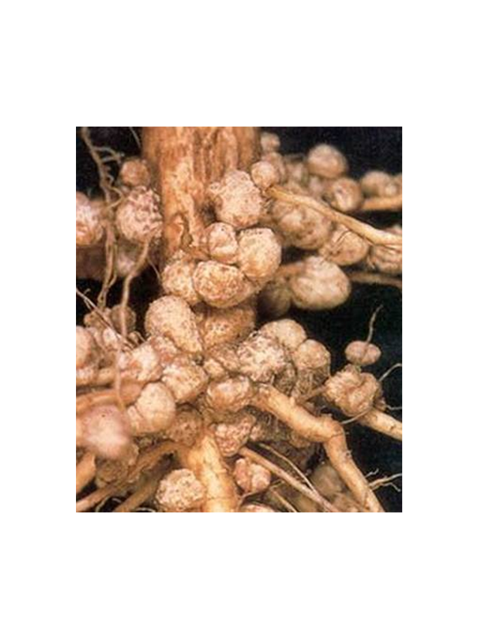 內(nèi)蒙根瘤菌